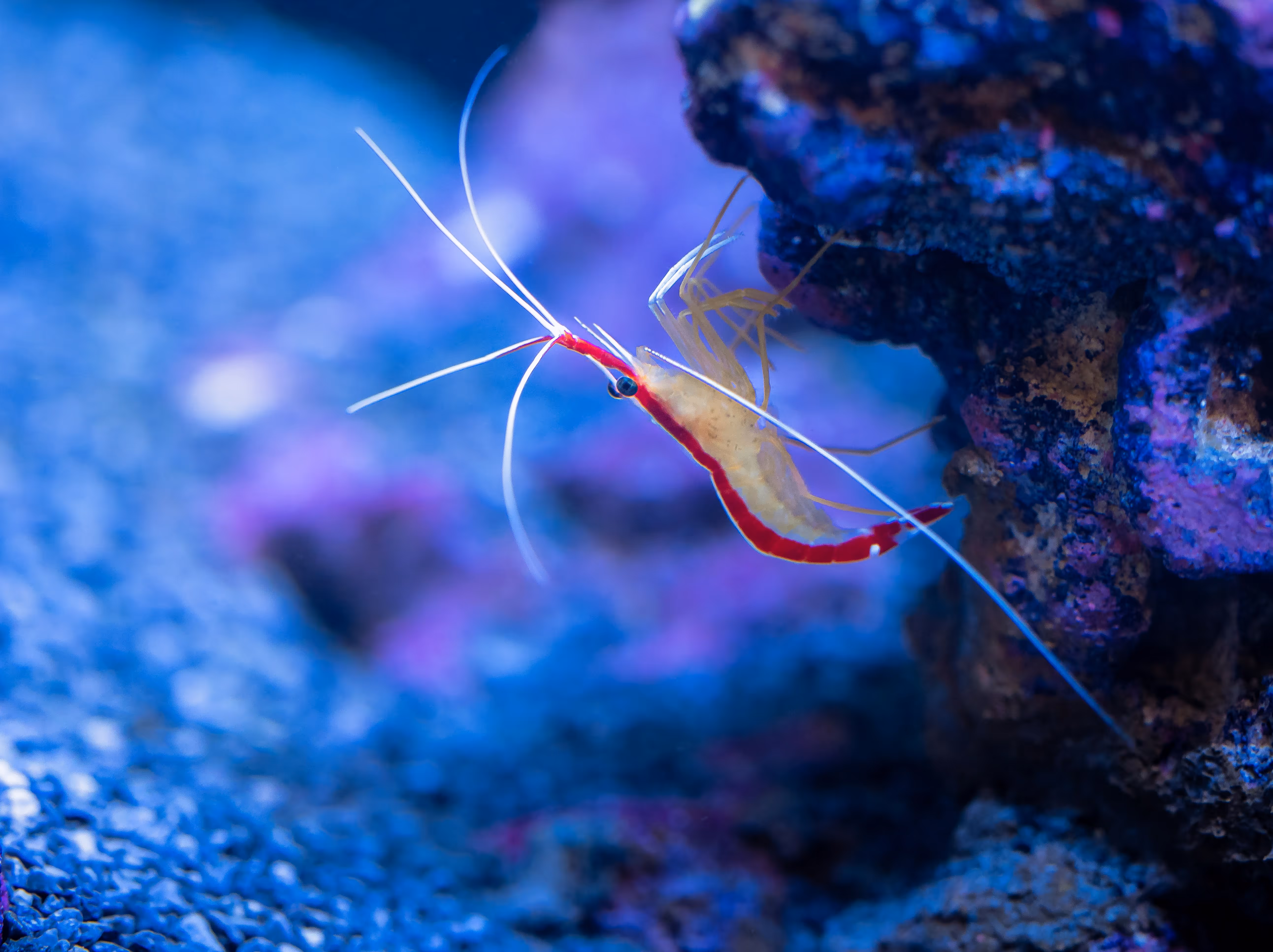 pet shrimp in an aquarium