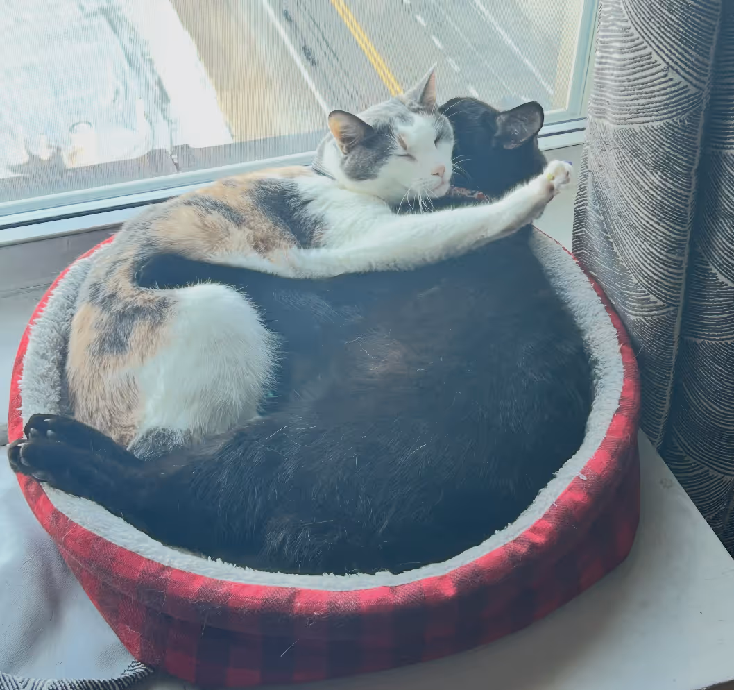 the author's two cats -- a calico and a black cat -- snuggling in a cat bed in a window overlooking a city street
