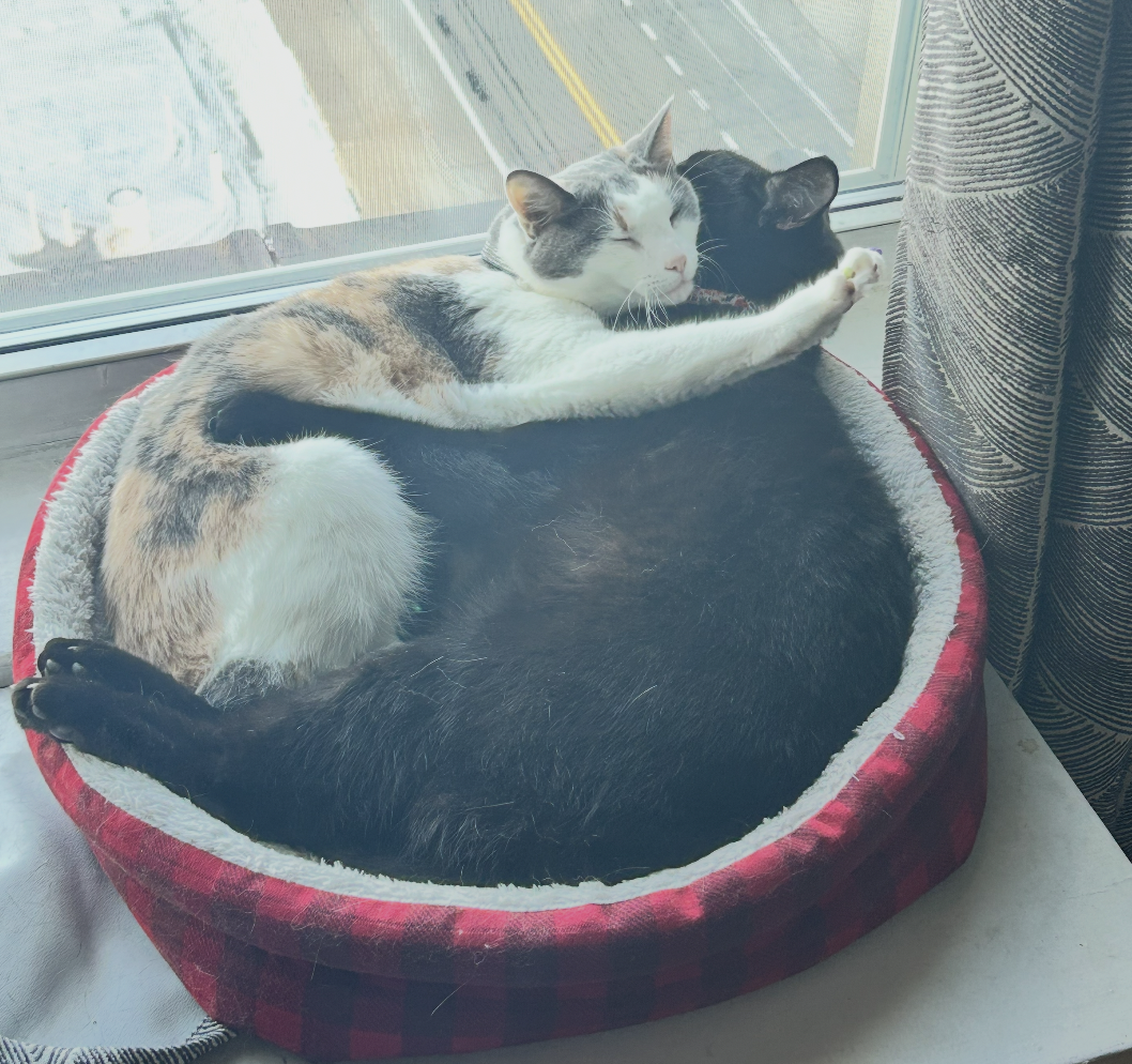 the author's two cats -- a calico and a black cat -- snuggling in a cat bed in a window overlooking a city street