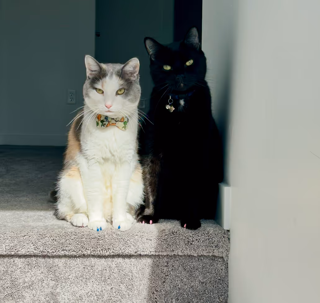 the author's cats, a calico and a black cat, sitting next to each other at the top of the stairs wearing bowties and looking directly into the camera