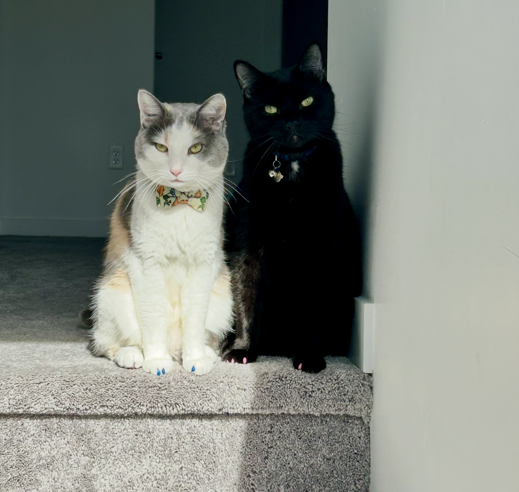 the author's cats, a calico and a black cat, sitting next to each other at the top of the stairs wearing bowties and looking directly into the camera
