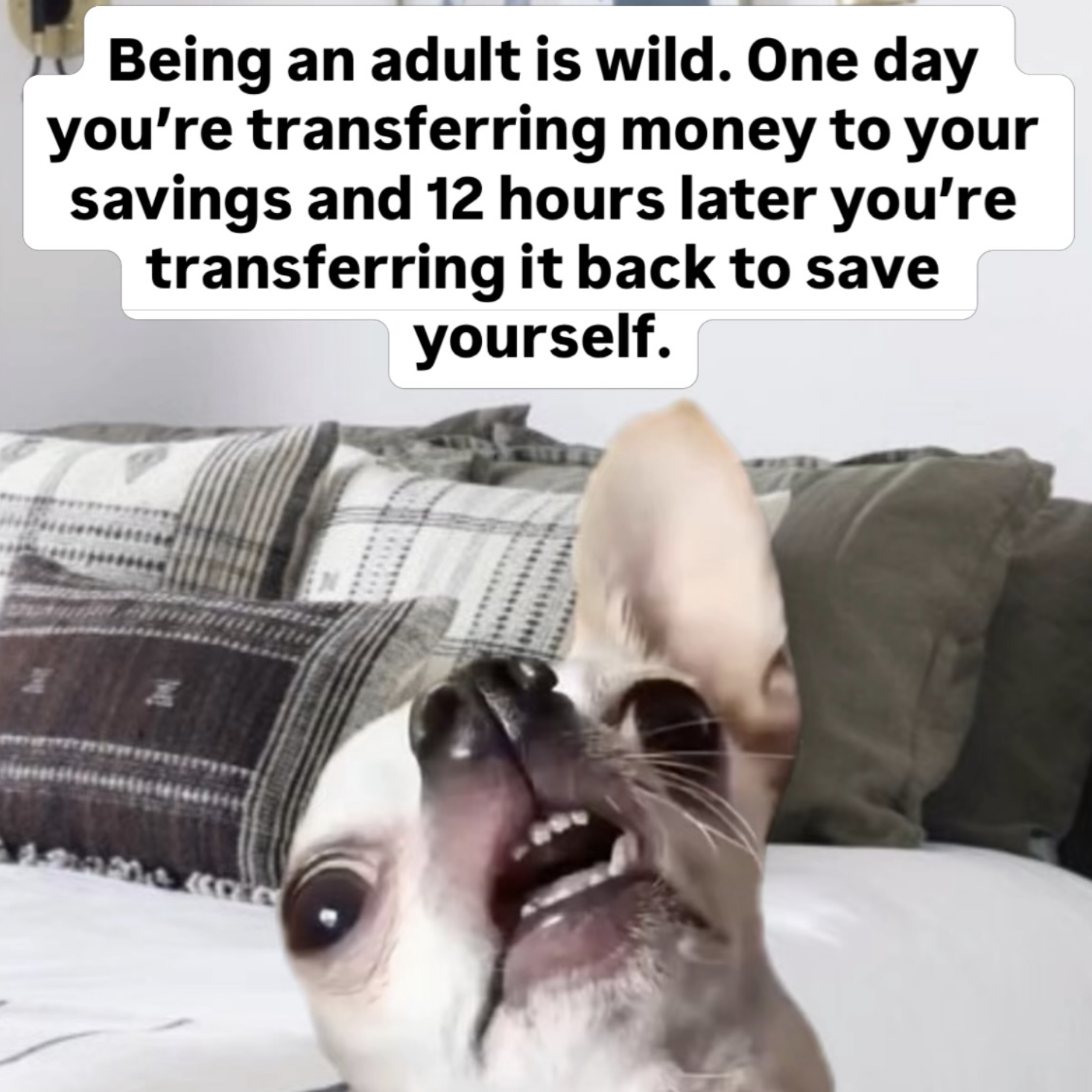 exhausted chihuahua meme about the struggles of adulting that says one day you're transferring money to your savings and 12 hours later you're transferring it back to save yourself