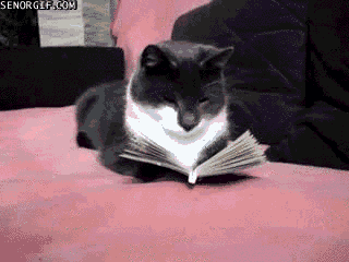 cat with an open book as if he's reading