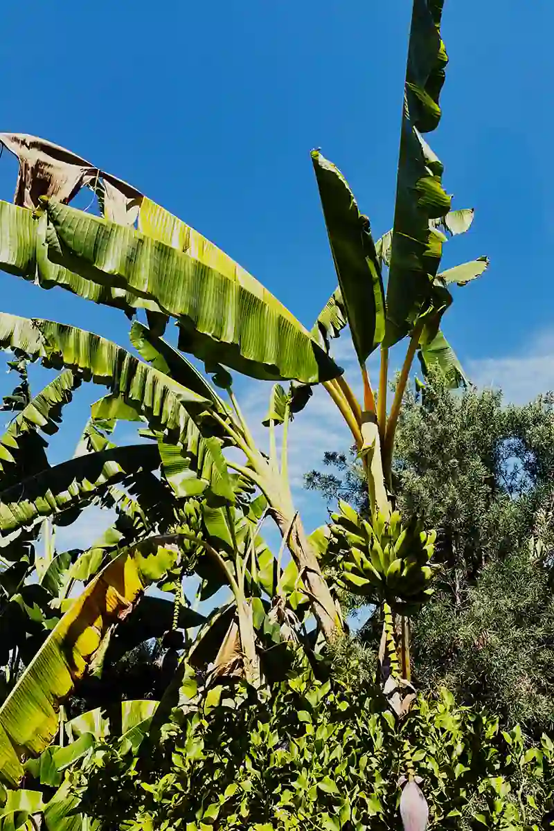 California banana tree with fresh ripe bananas hanging outdoors — tropical fruit growing in warm California climate.