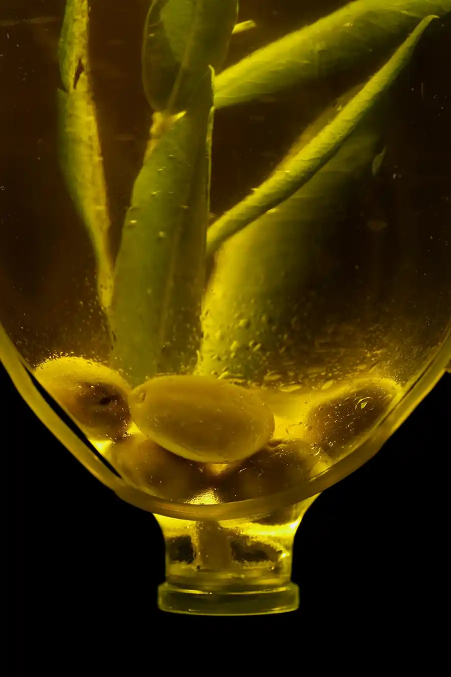 Fresh green olives and olive leaves immersed in golden extra virgin olive oil.