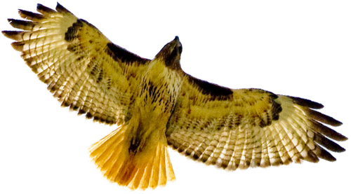 Hawk with wing spread moves by