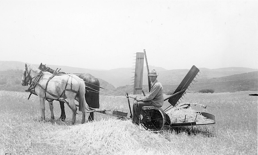 A man on a cart pulled by two horses, harvesting barley.