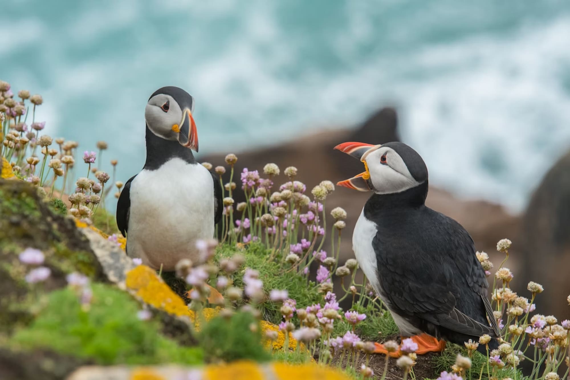 Puffin Boat Trip