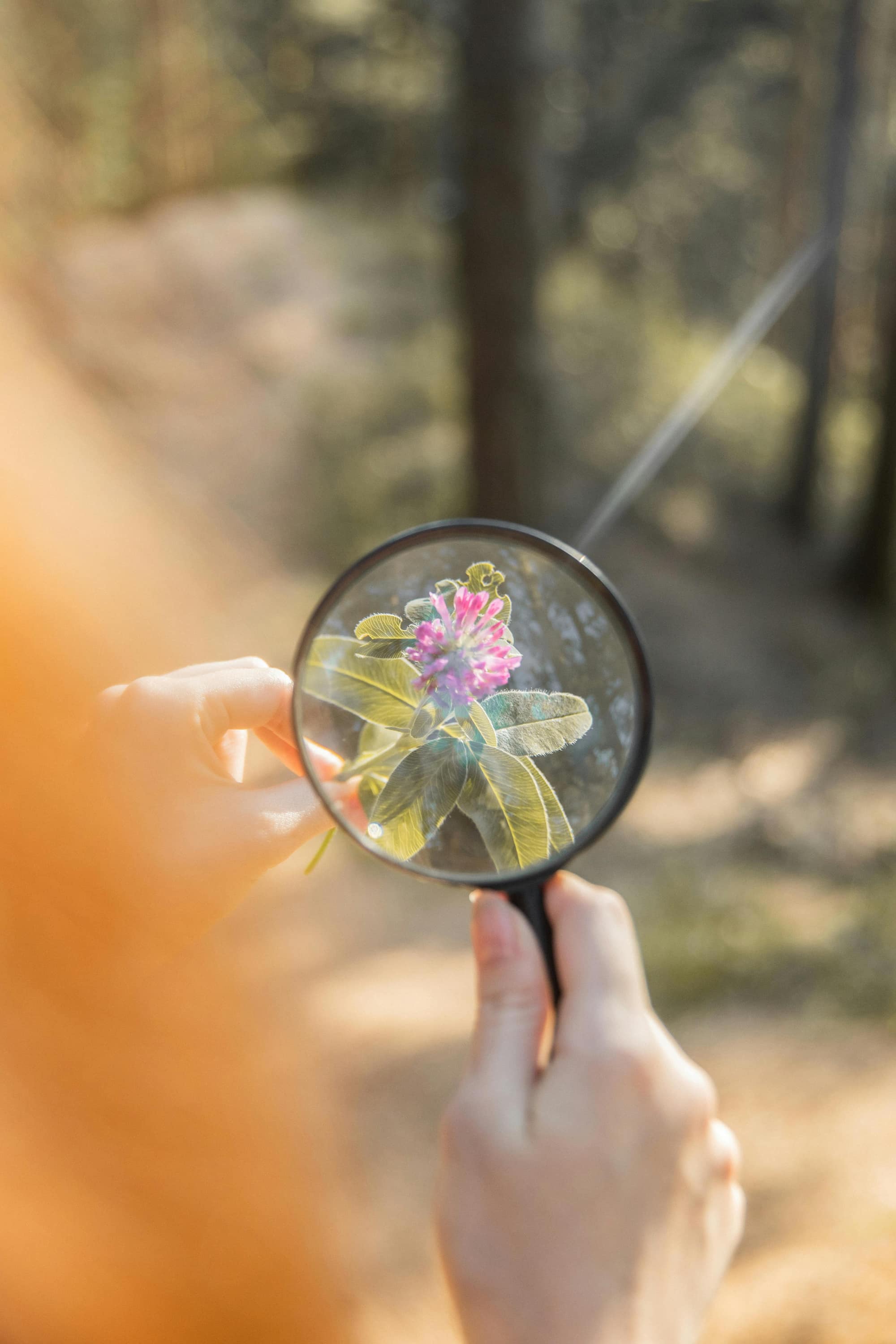 Biology & Ecology Experiences in Pisa 