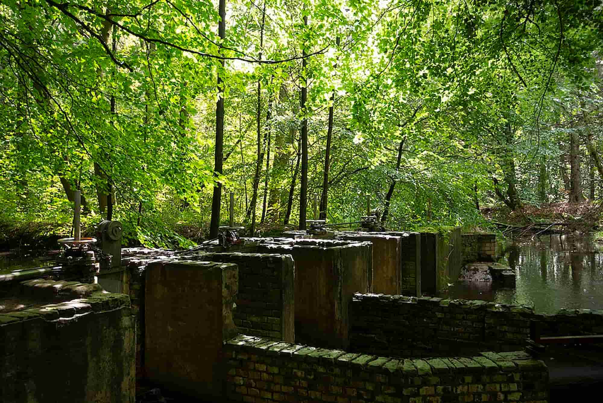 Waterloopbos