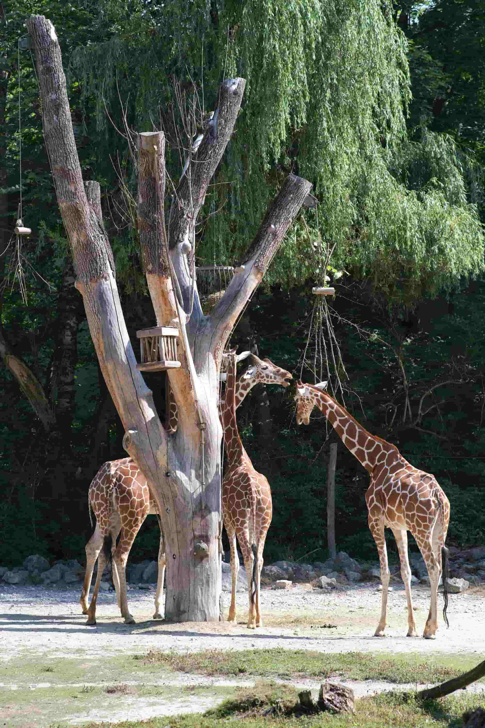 Parc Zoologique du Lille
