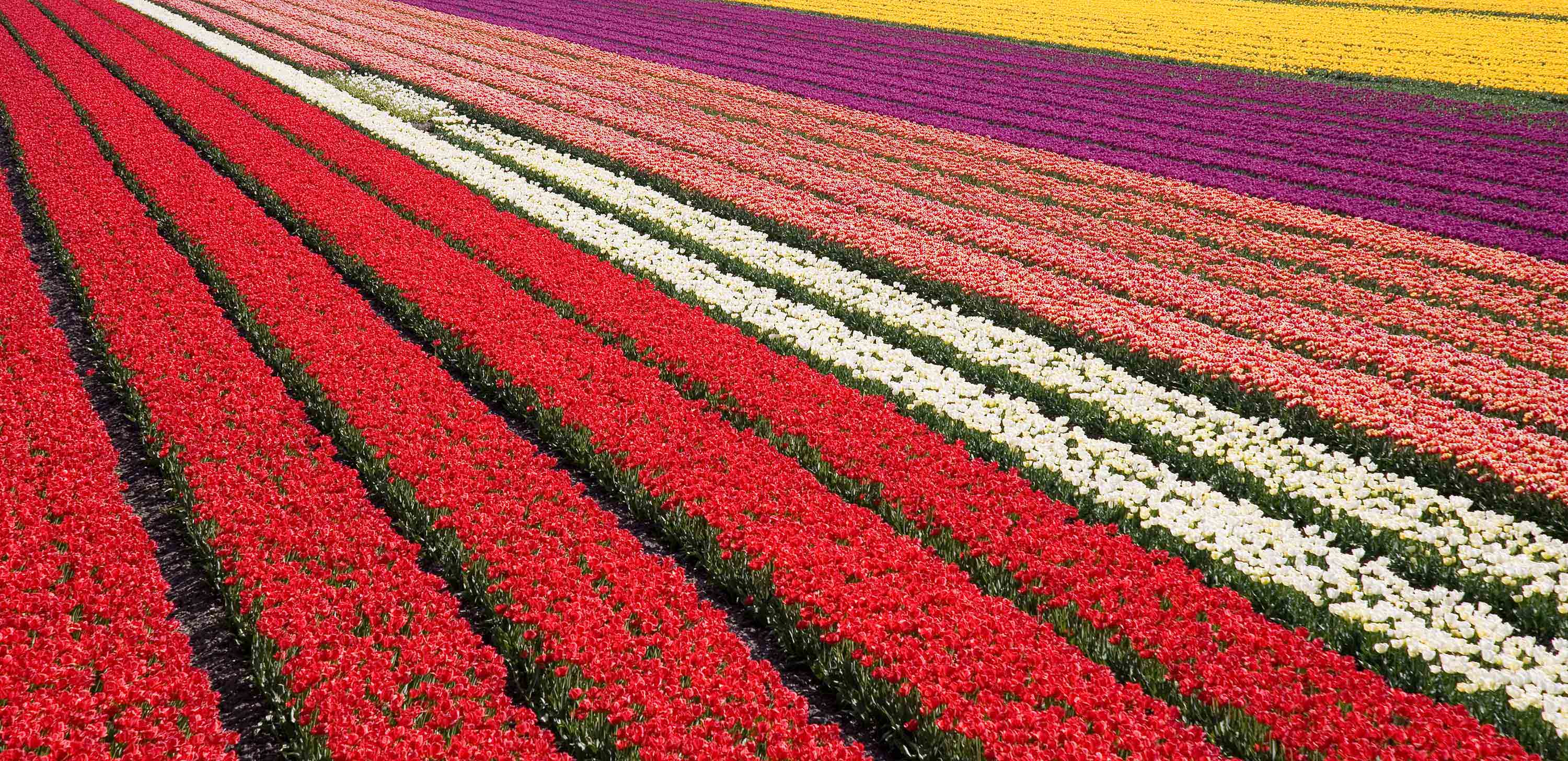 Netherlands Geography School Trips