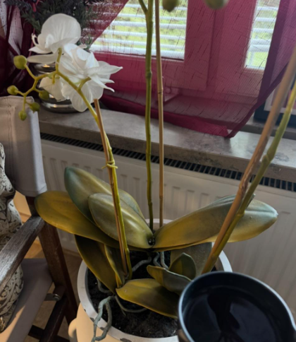 Klicka här för att se aktiviteten