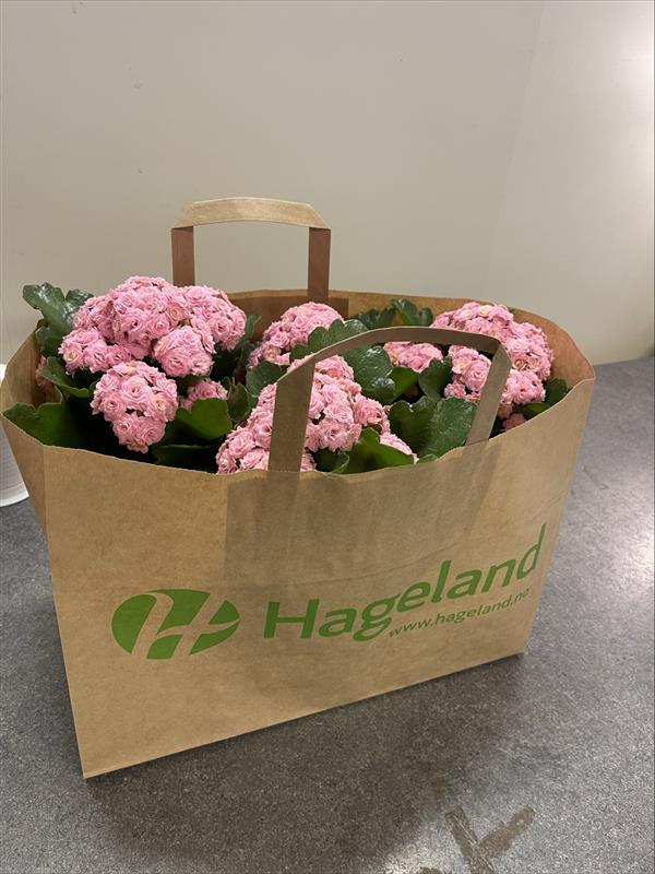 Trykk her for å se aktiviteten
