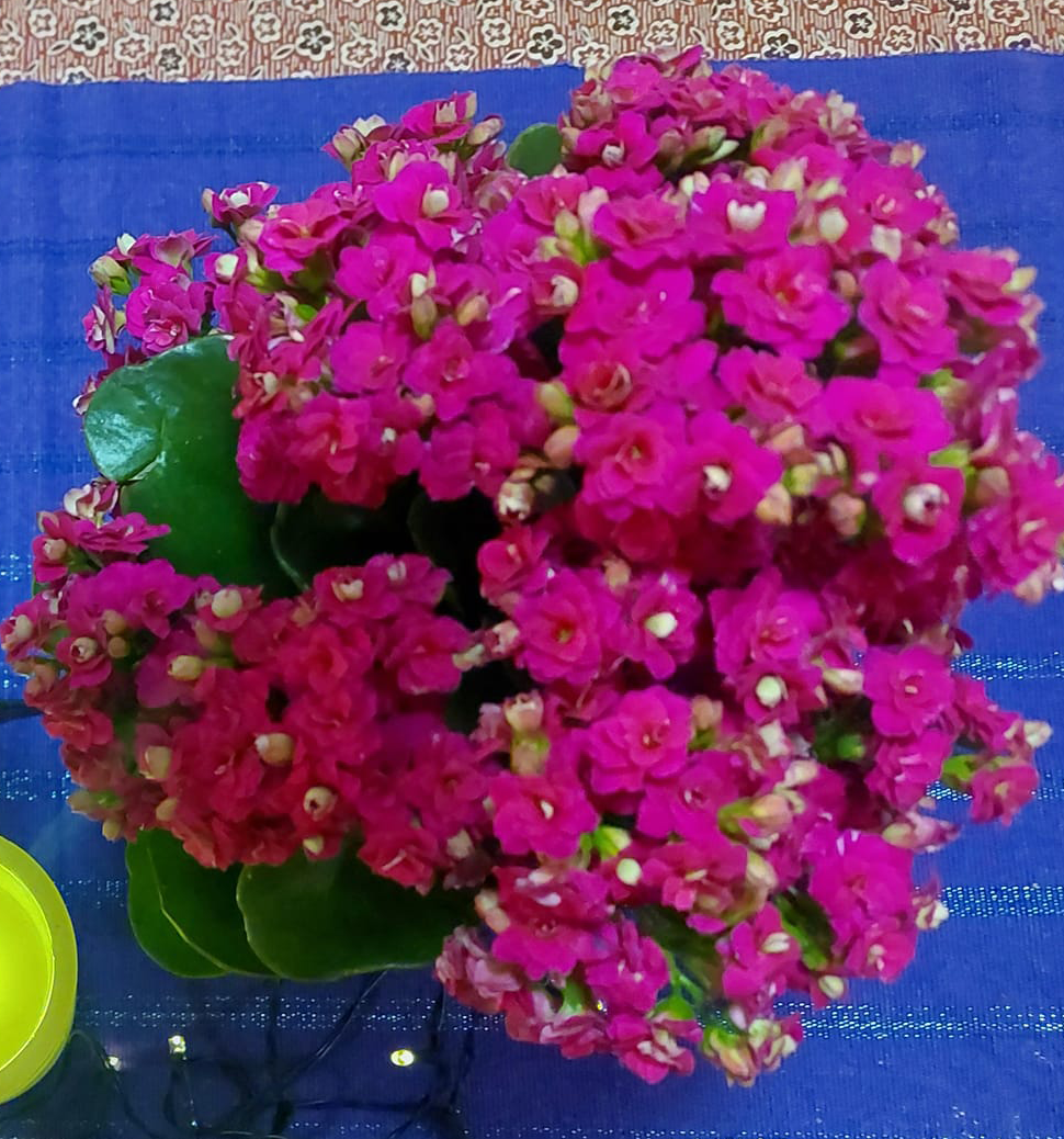 Trykk her for å se aktiviteten