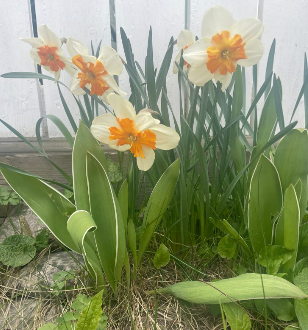 Klicka här för att se aktiviteten