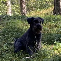 Klicka här för att se aktiviteten