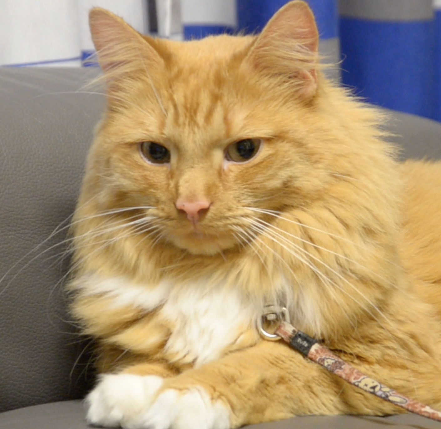 Trykk her for å se aktiviteten