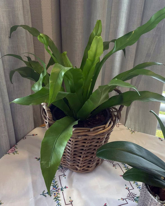 Trykk her for å se aktiviteten