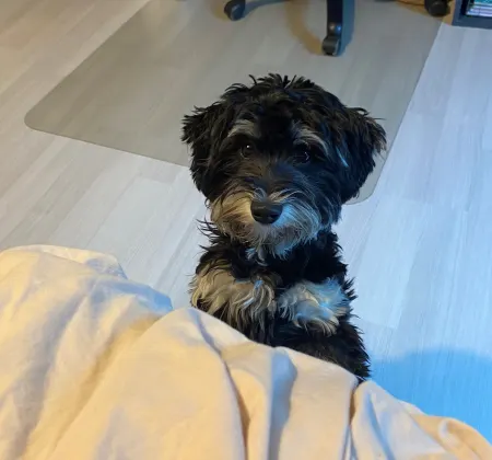 Trykk her for å se aktiviteten