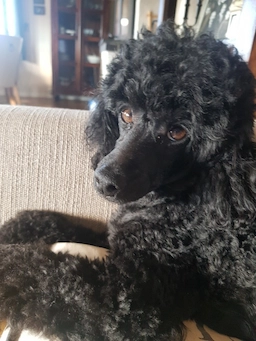 Trykk her for å se aktiviteten