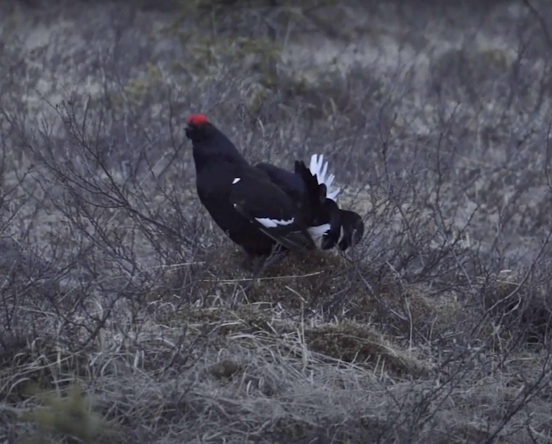 Trykk her for å se aktiviteten
