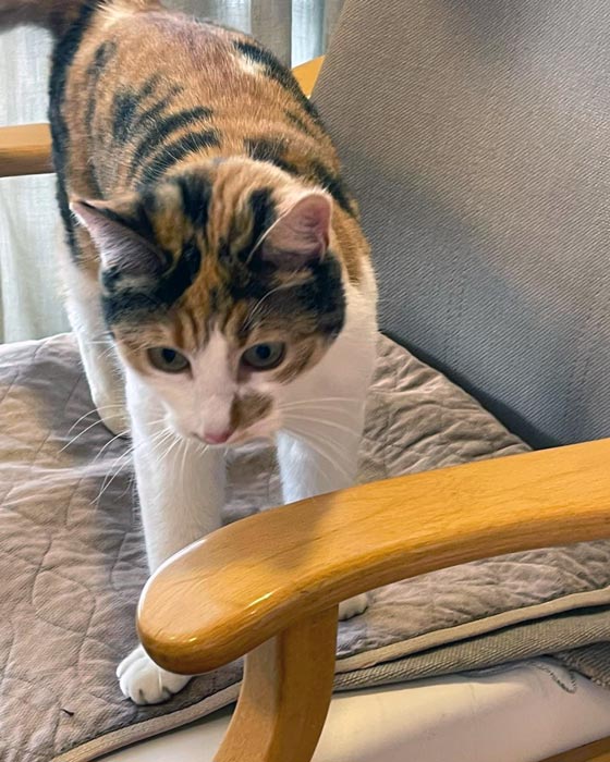 Trykk her for å se aktiviteten