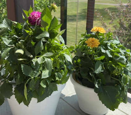 Trykk her for å se aktiviteten