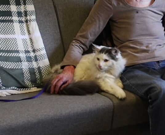 Trykk her for å se aktiviteten