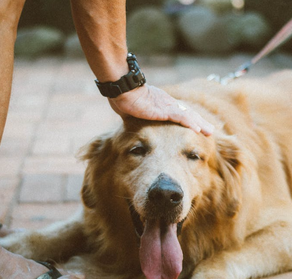 Trykk her for å se aktiviteten
