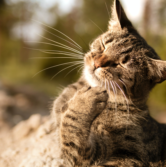 Trykk her for å se aktiviteten