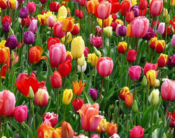 Trykk her for å se aktiviteten