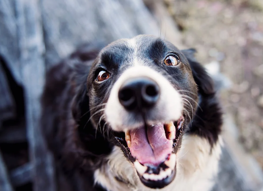 Trykk her for å se aktiviteten