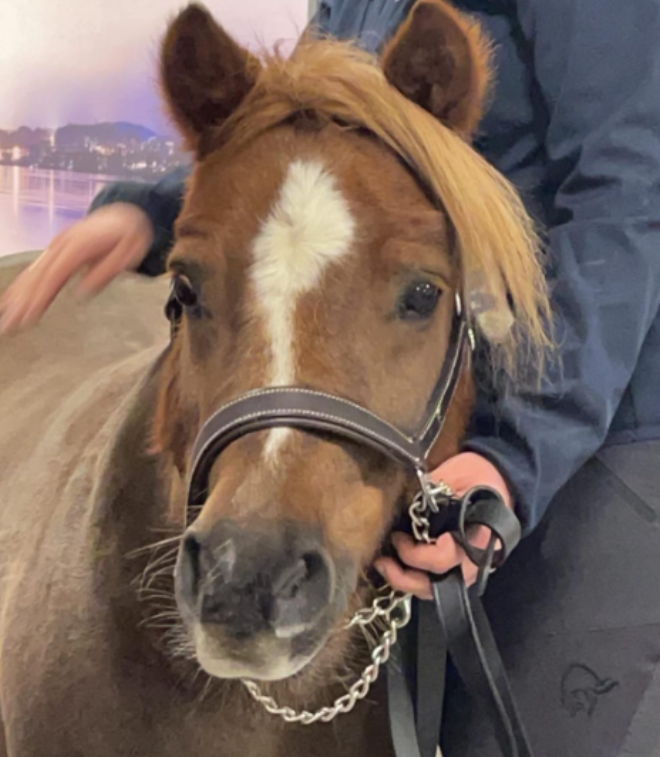 Trykk her for å se aktiviteten