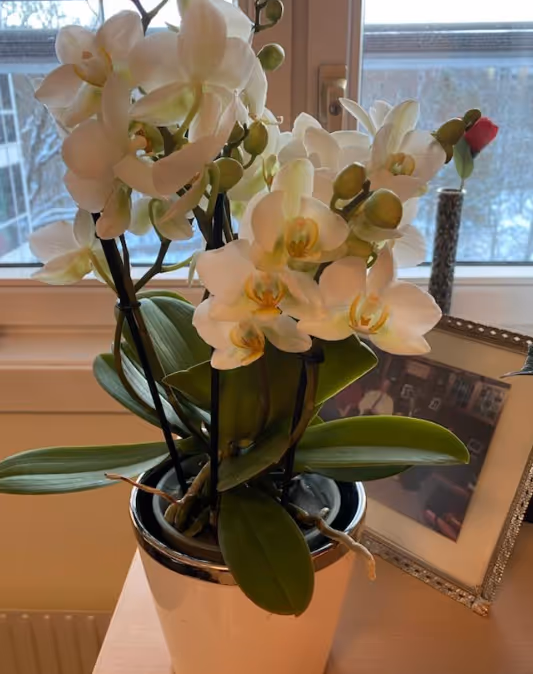 Trykk her for å se aktiviteten