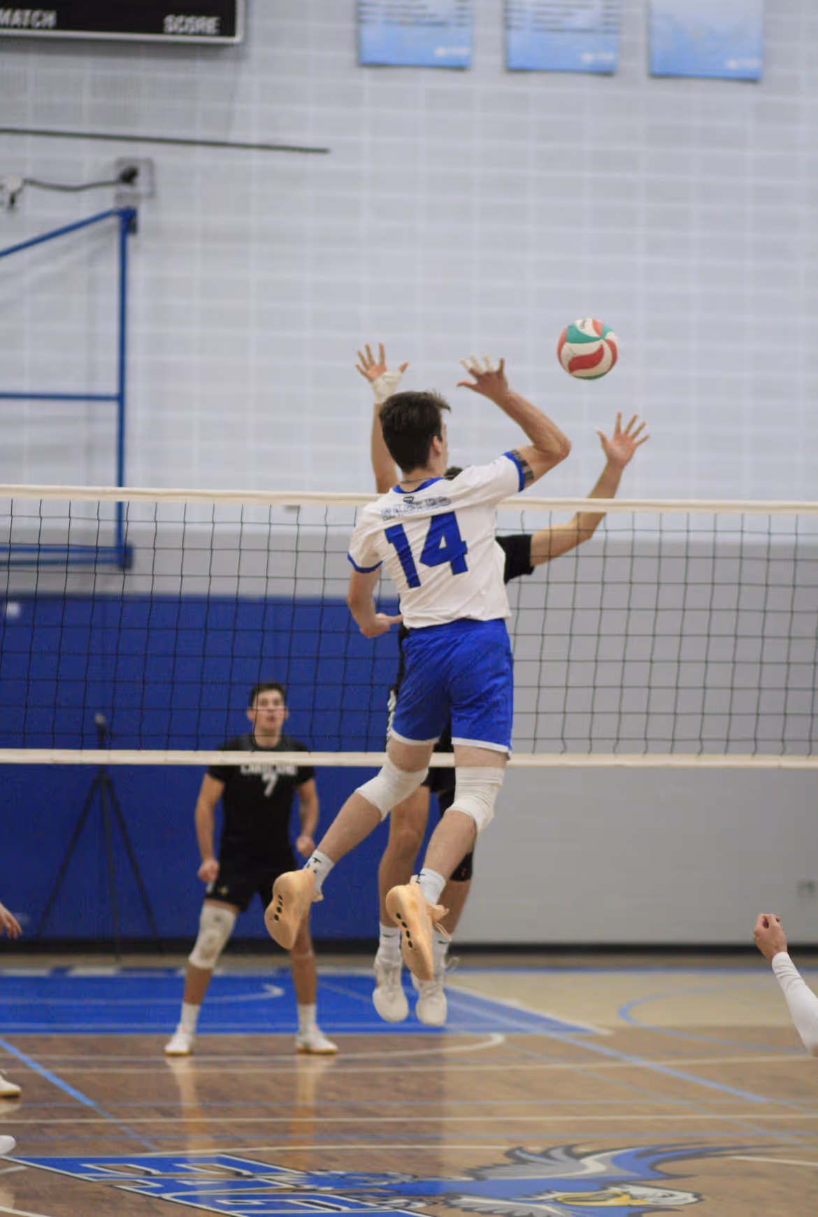 Male volleyball player in white jersey with number 14 jumping to hit ball over the net in a gym.