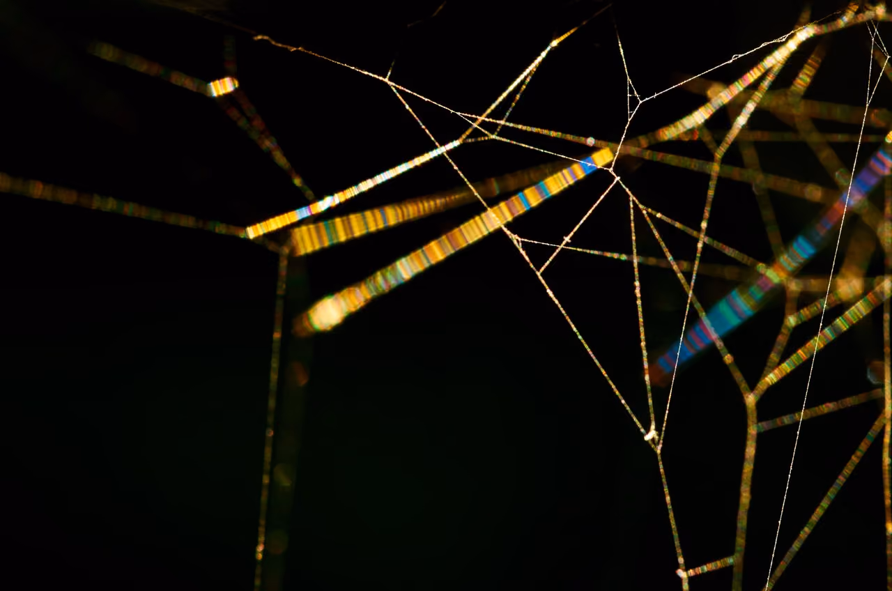 Close-up of a spider web in sunlight