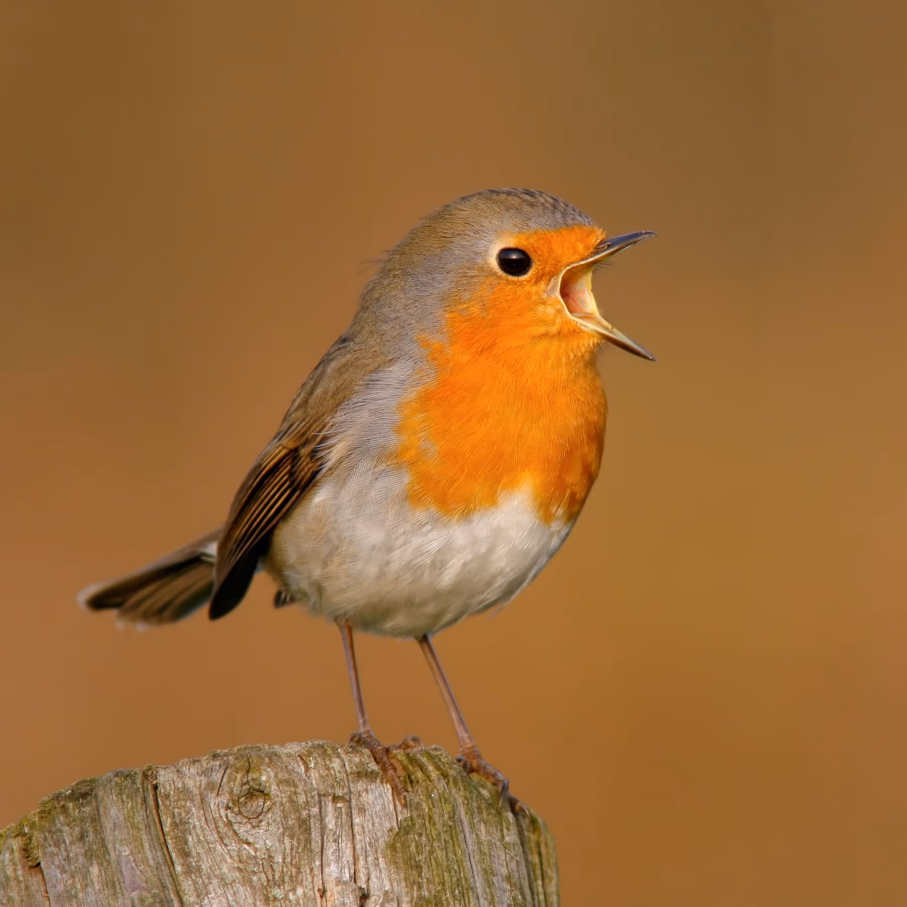 Doe net als de vogels:Begin elke dag zingend!‍