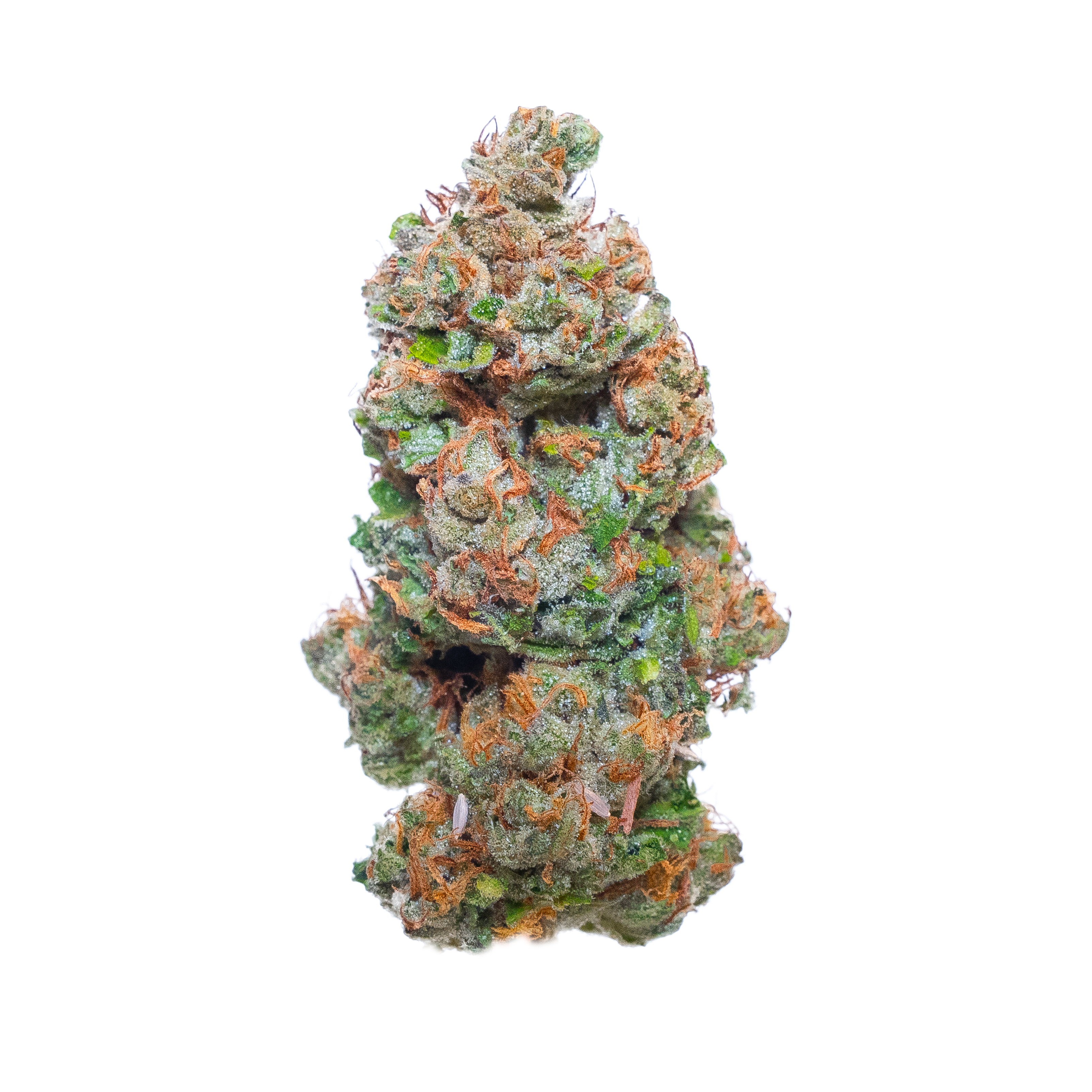 Jack Herer (Greenhouse)
