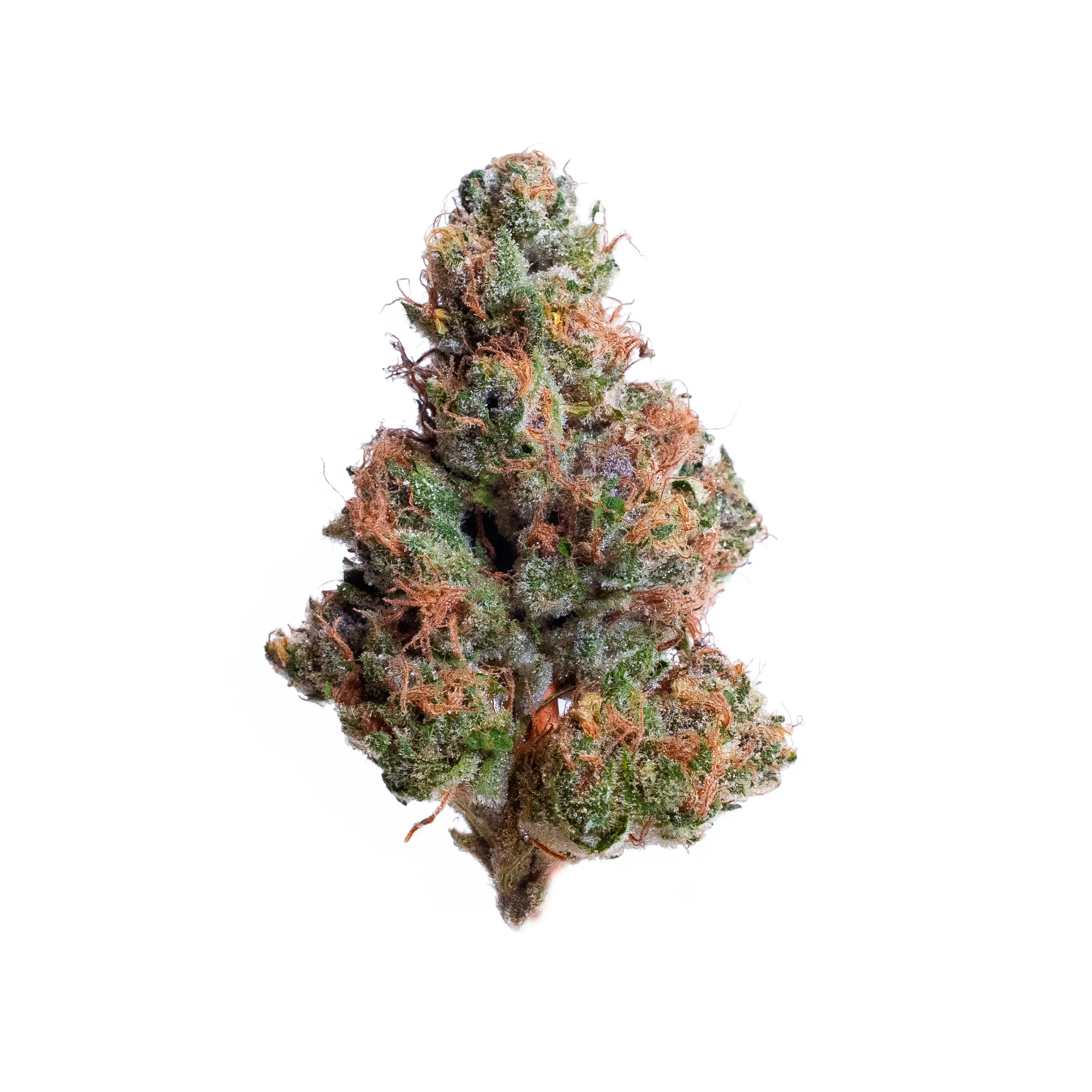 Super Mochi (Greenhouse)