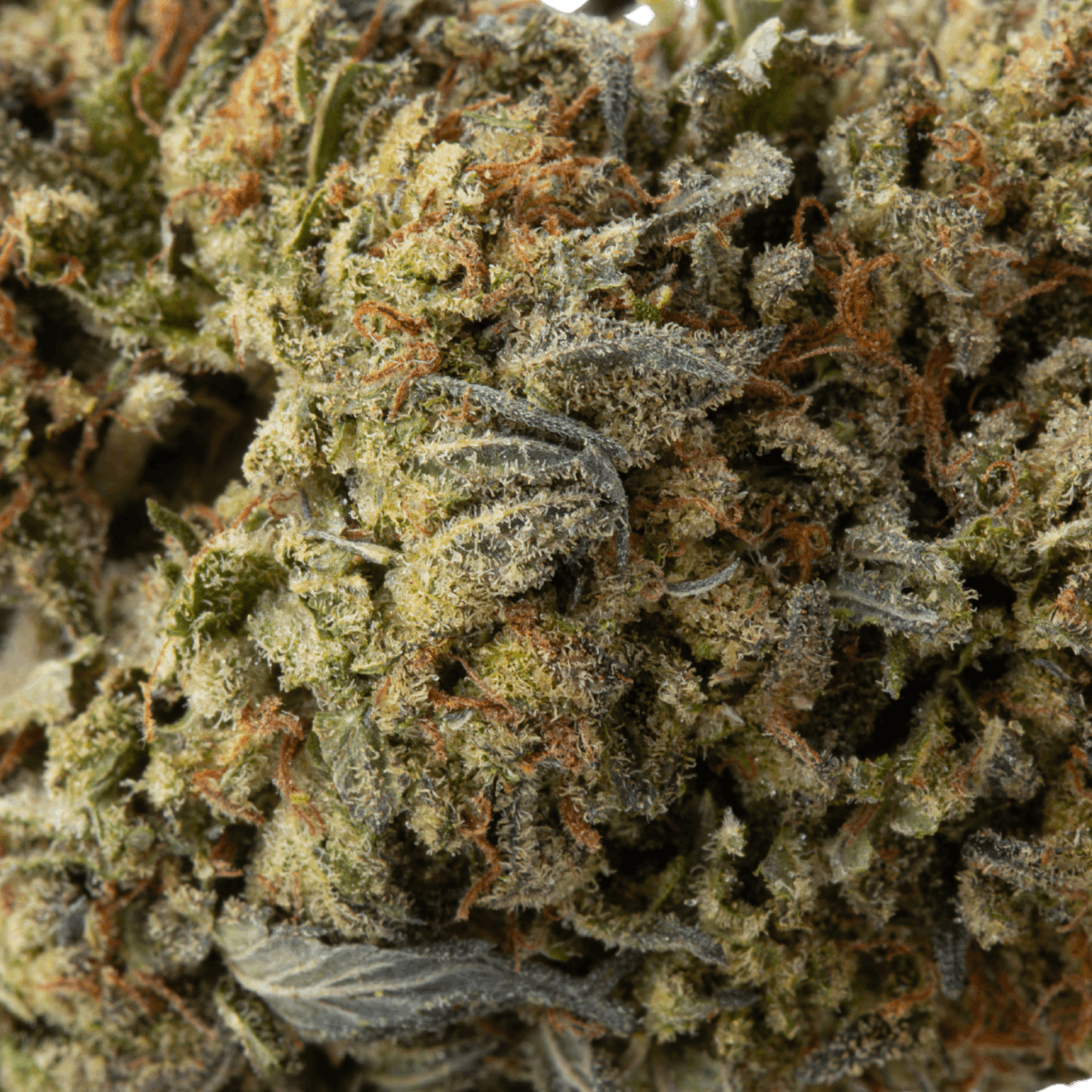 Gas Drop (Greenhouse)