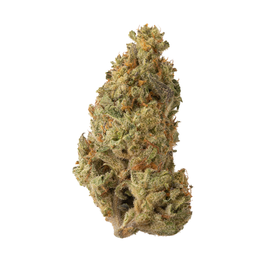 White Truffle (Greenhouse)