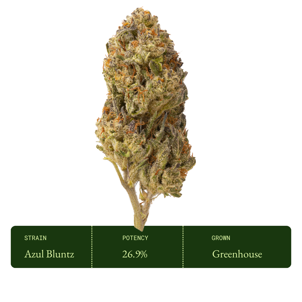 Azul Bluntz (Greenhouse)