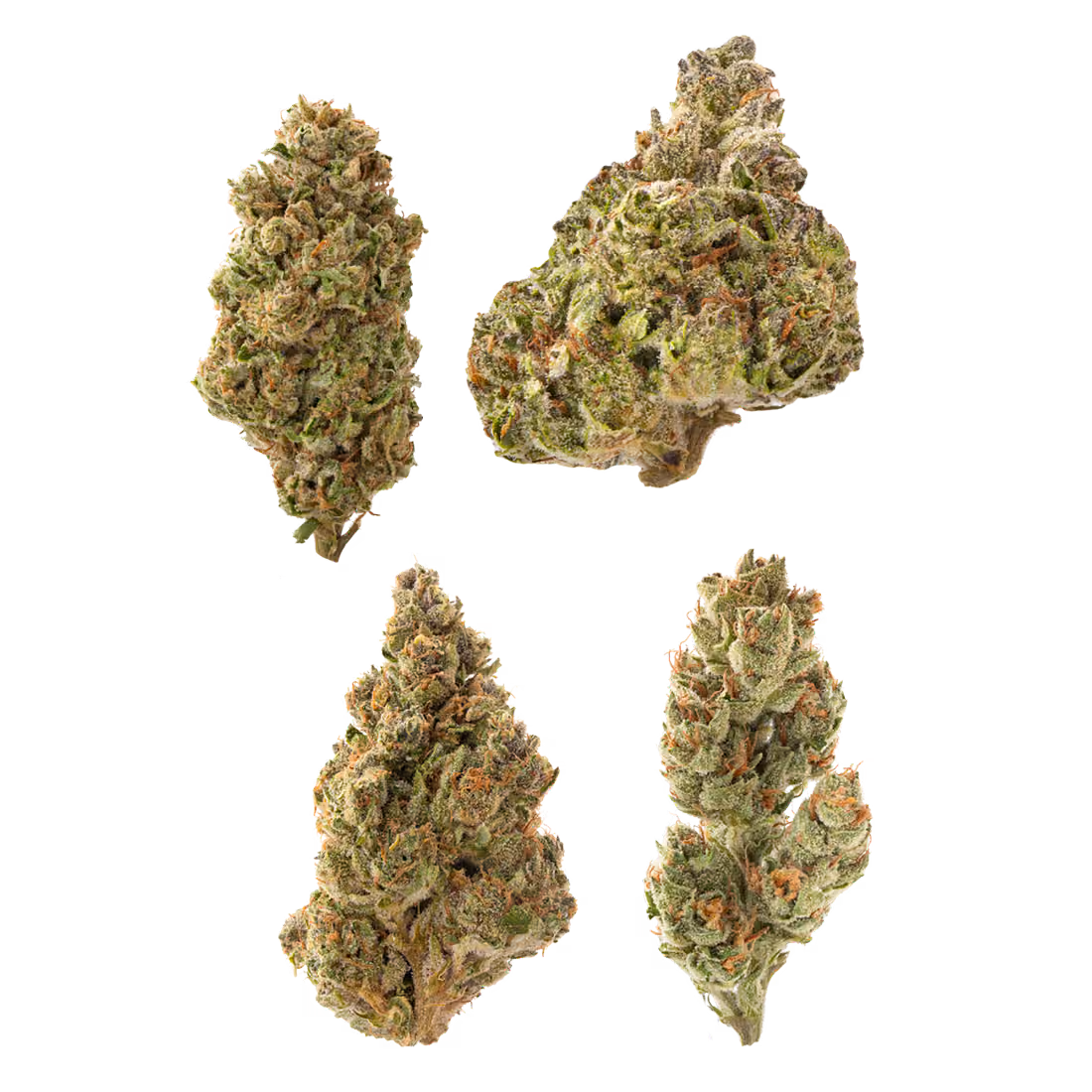 Greenhouse Sampler — four strain buds