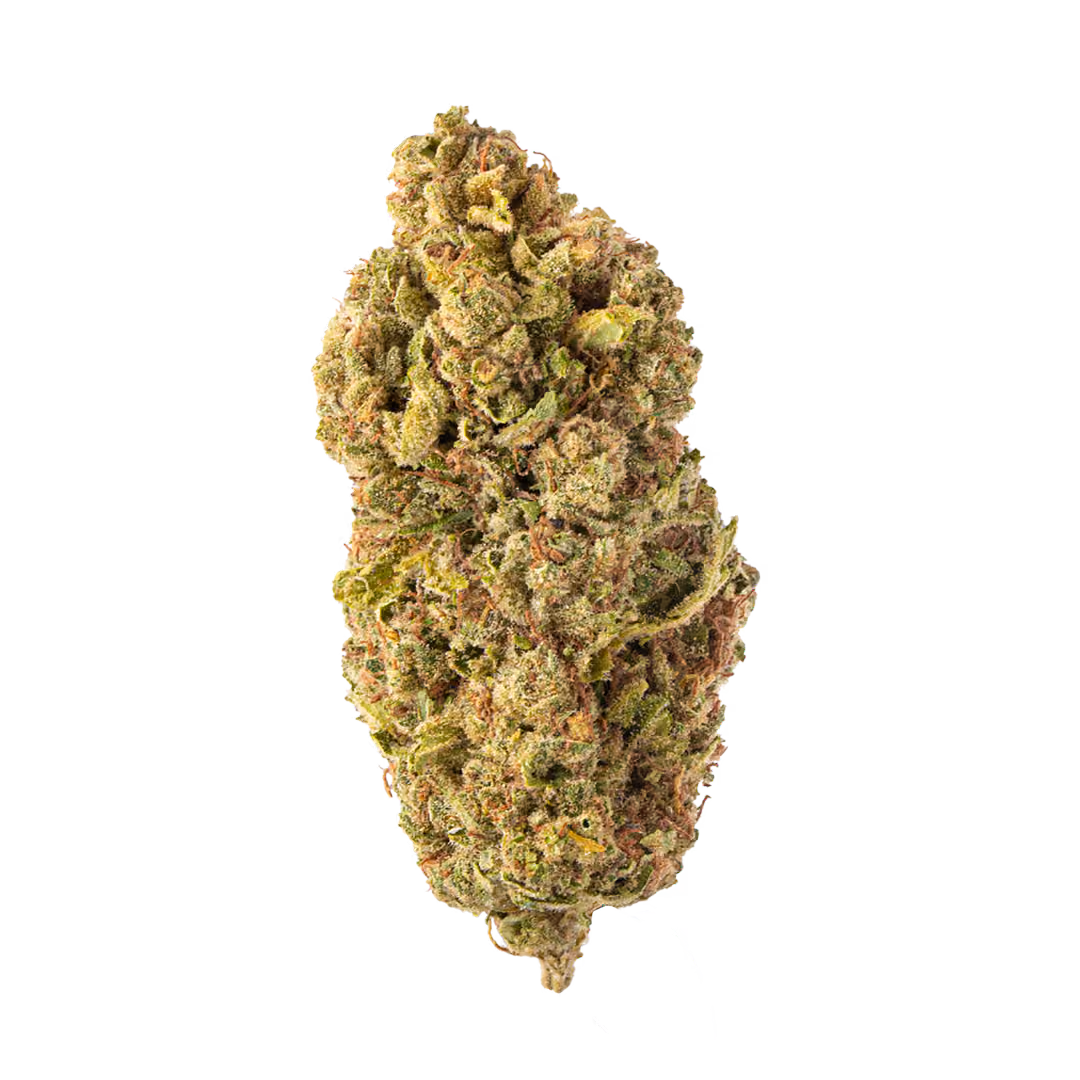 Lazer Gun greenhouse flower bud