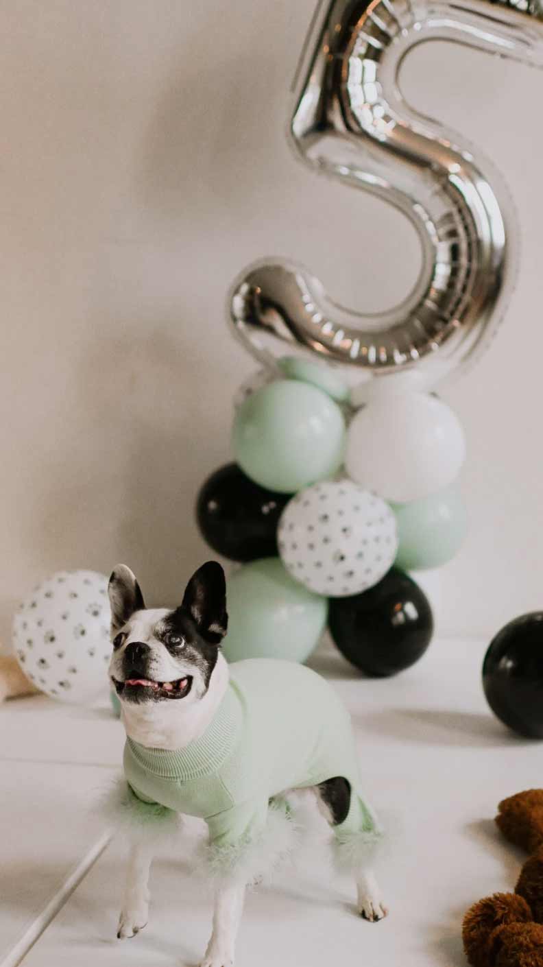 dog party