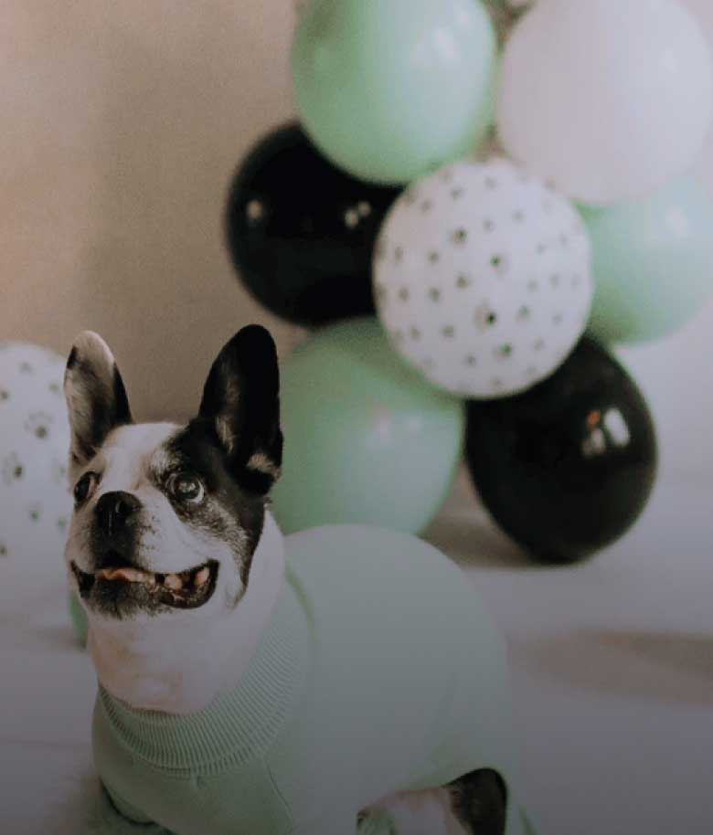 dog party
