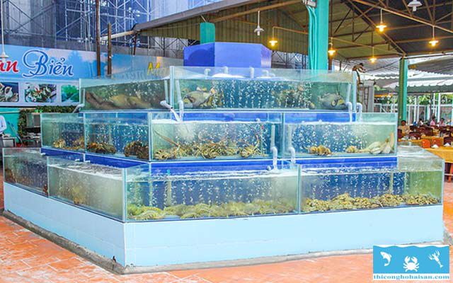 Thiết kế bể hải sản