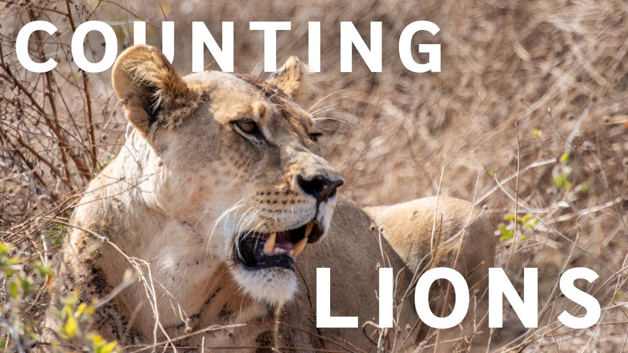 A pioneering lion census in Tanzania, by WWF UK