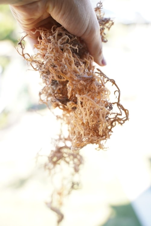 Raw Wildcrafted African Sea Moss 16oz (Special)